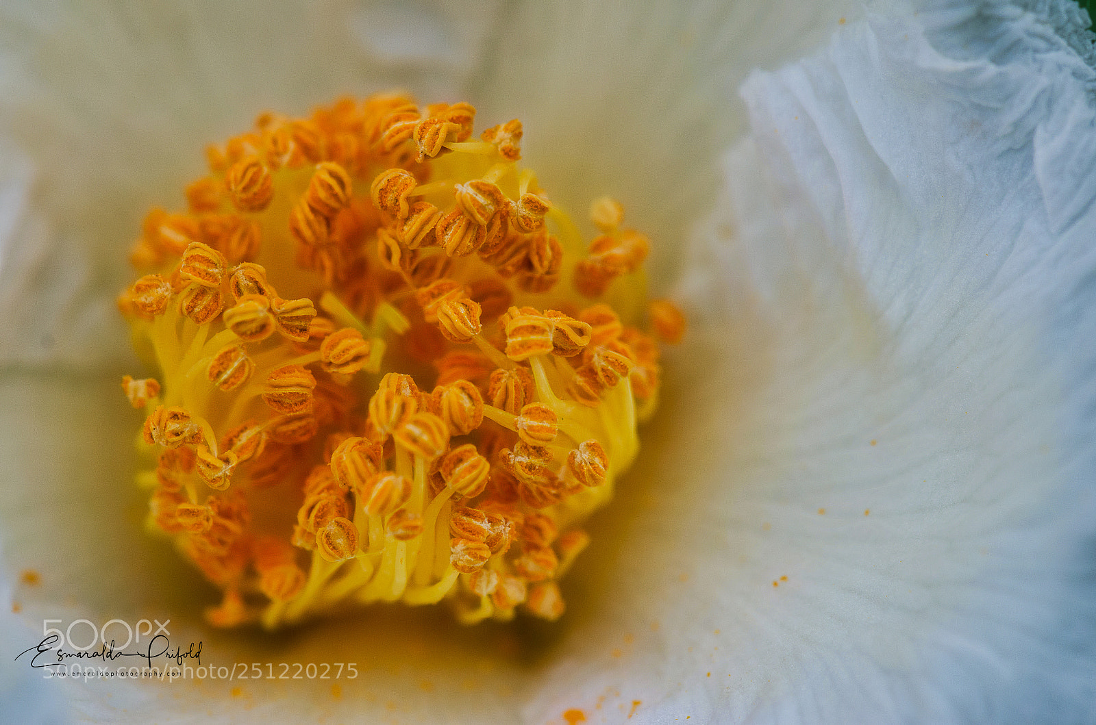 Nikon D7000 sample photo. Flower close up photography