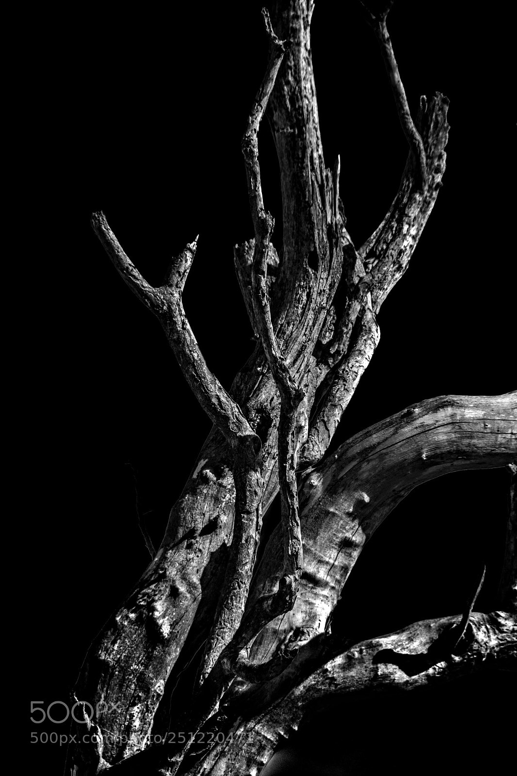 Nikon D7100 sample photo. Dead life photography