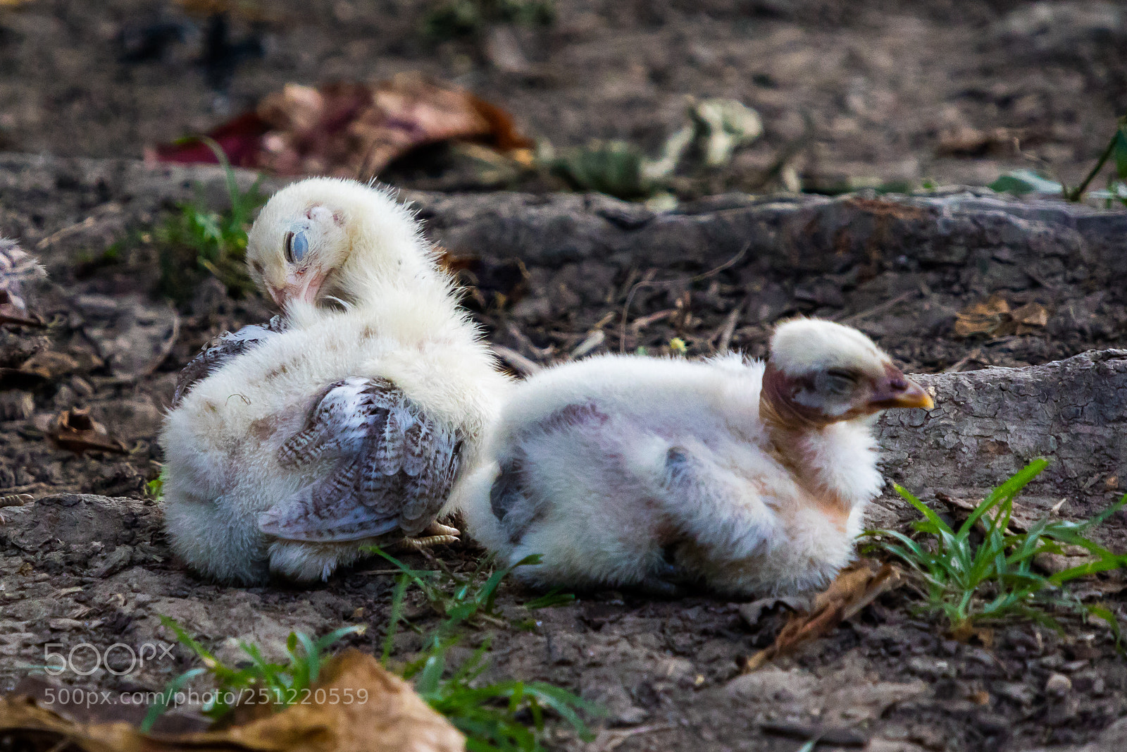 Canon EOS M3 sample photo. Young chicks photography