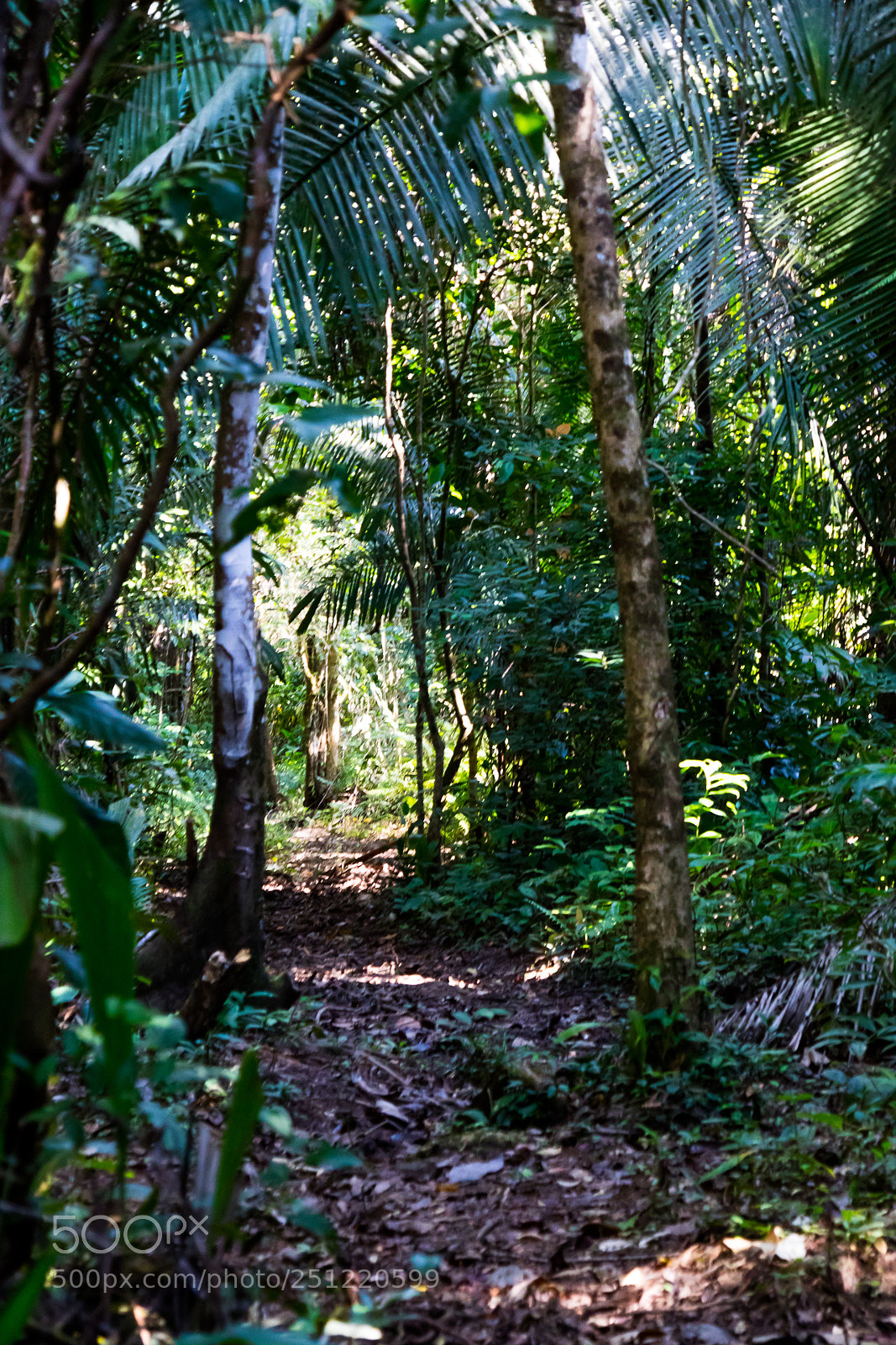 Canon EOS M3 sample photo. Jungle photography