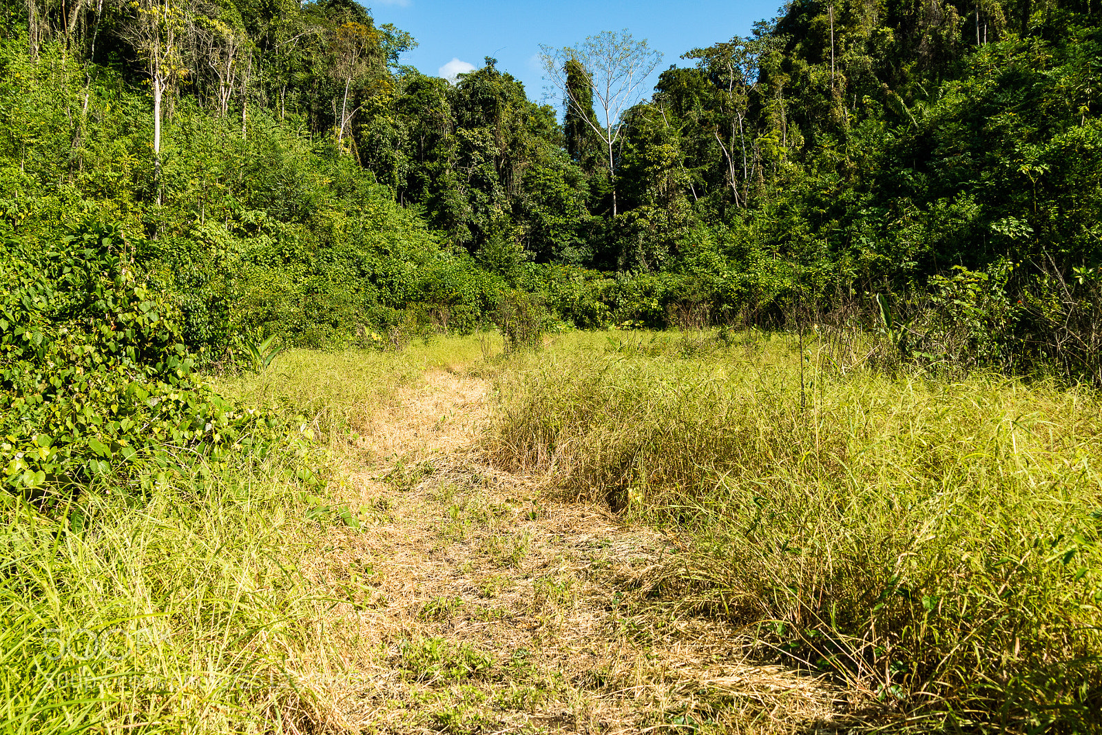 Canon EOS M3 sample photo. Jungle photography