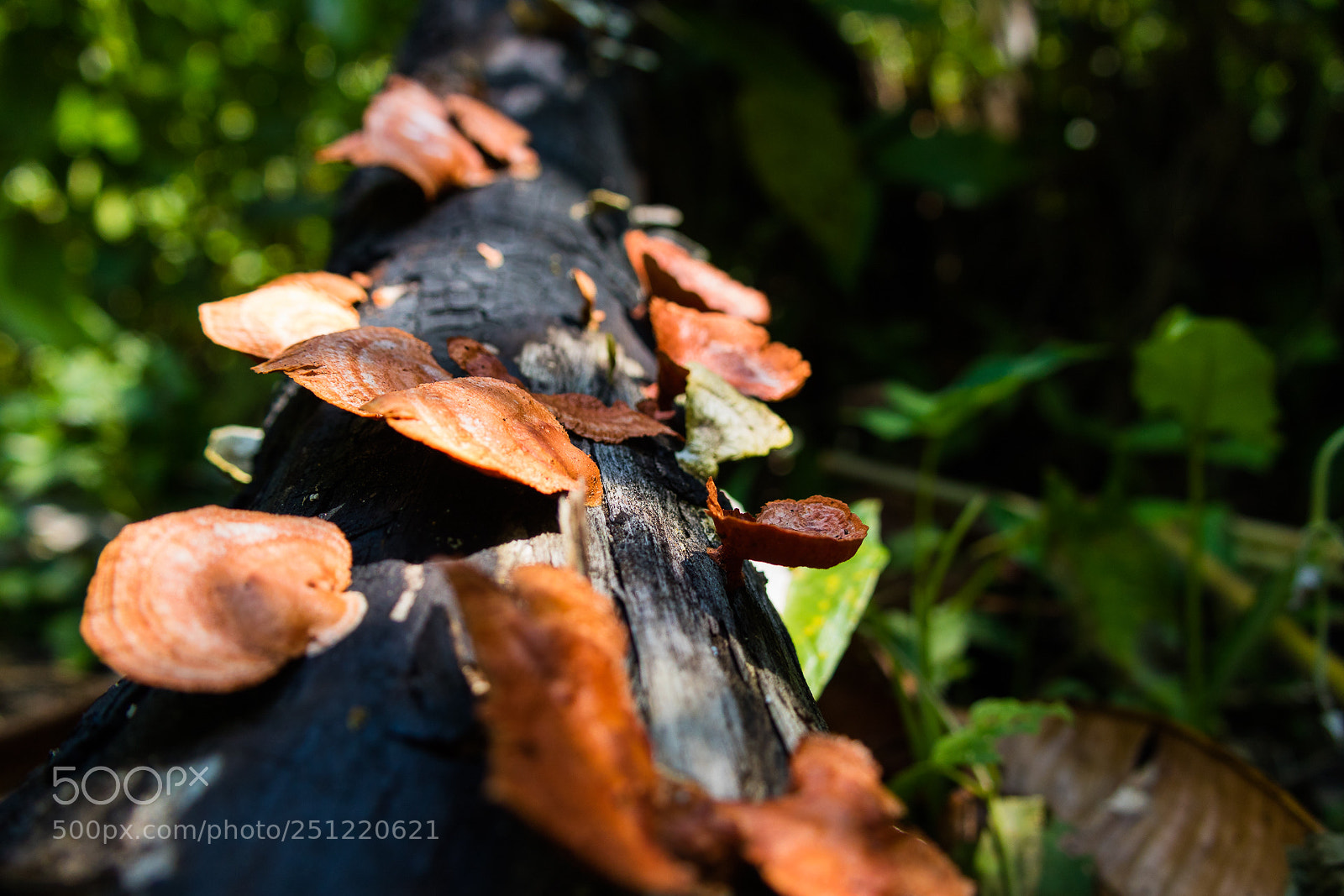 Canon EOS M3 sample photo. Mushrooms photography