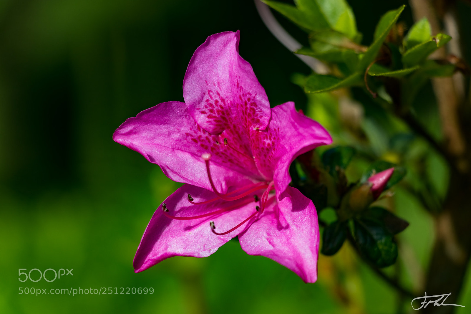 Canon EOS 80D sample photo. Img photography
