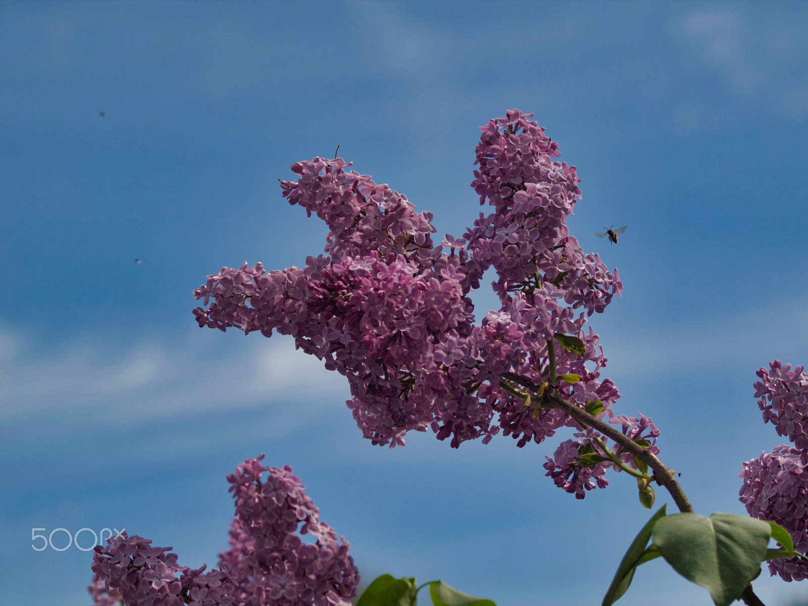 Olympus E-620 (EVOLT E-620) sample photo. Bee landing zone photography