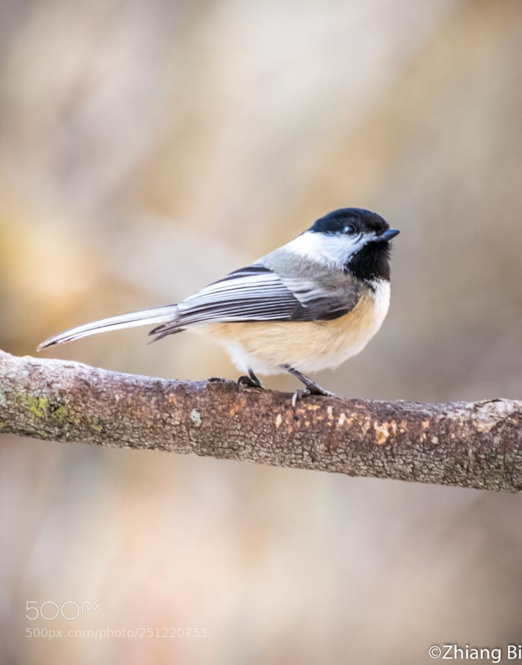 Nikon D5300 sample photo. Chickadee photography
