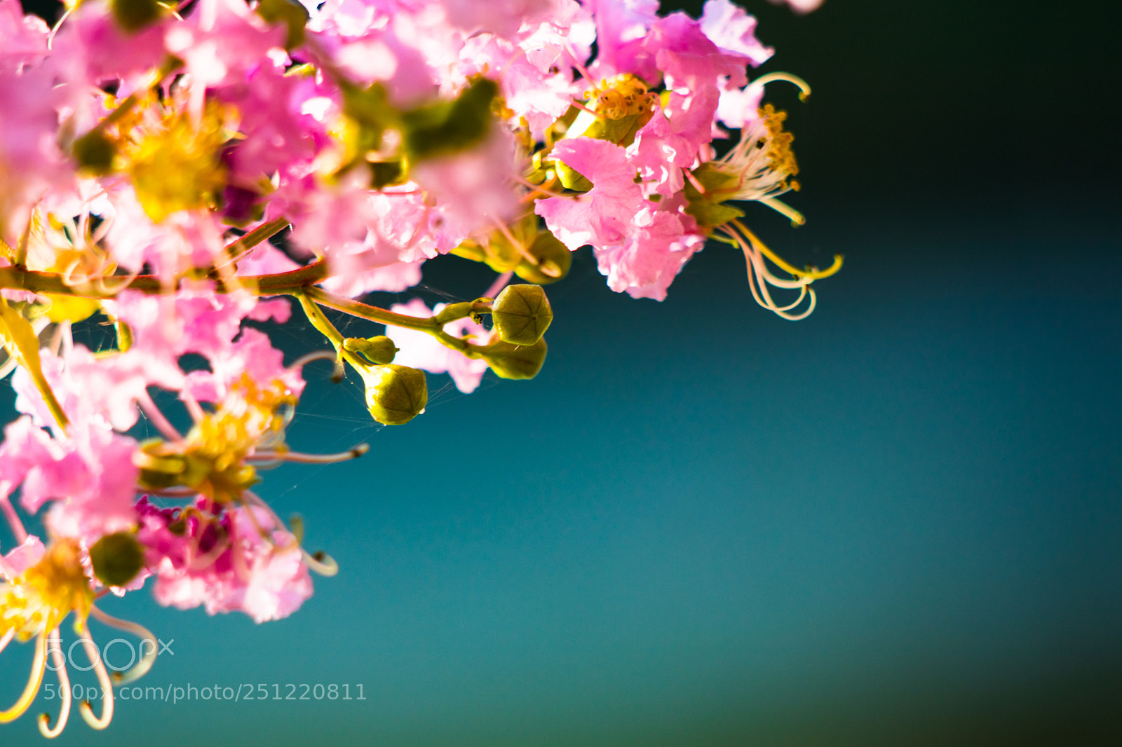 Canon EOS 80D sample photo. Crepe myrtle blooms photography