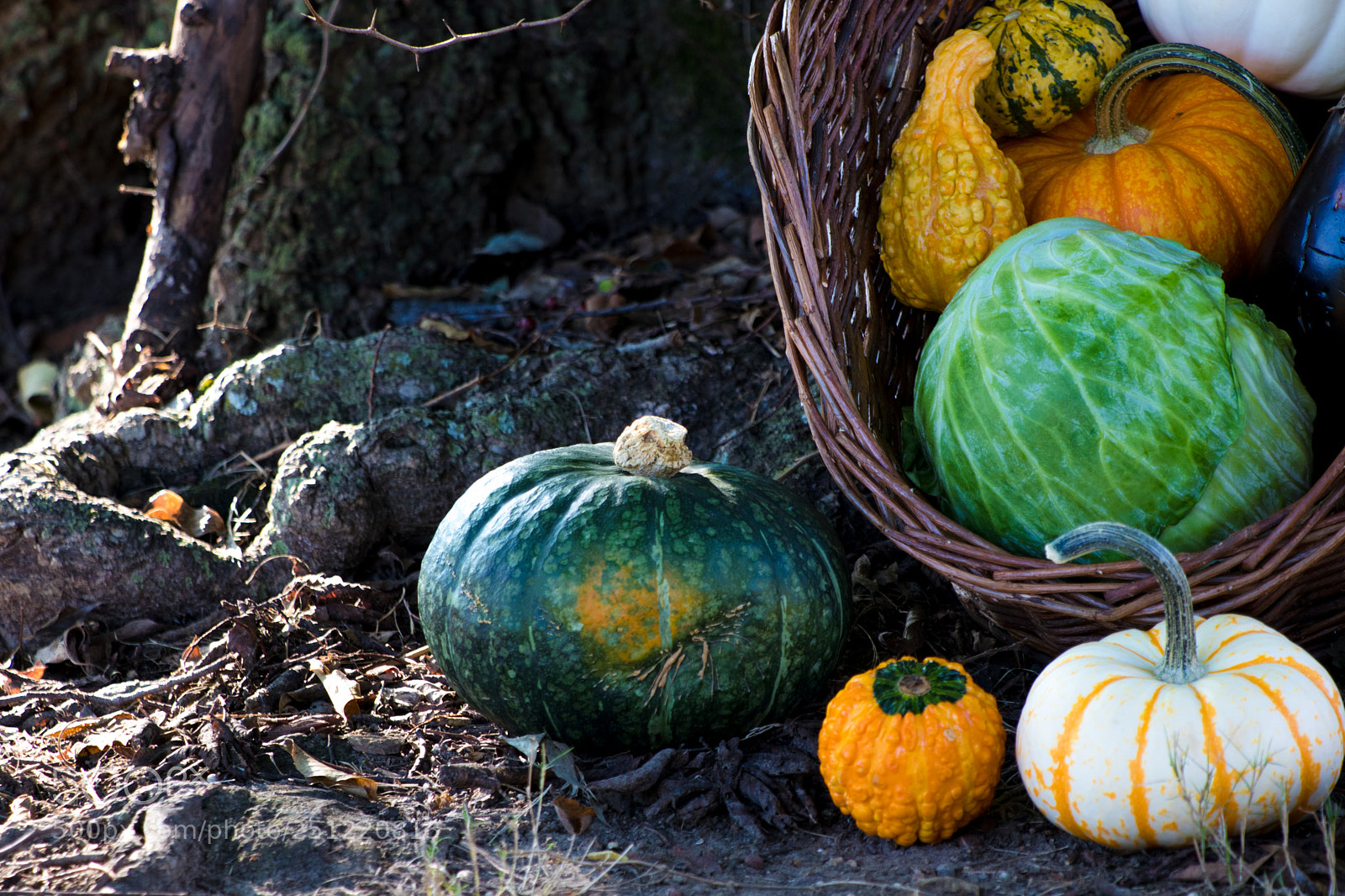 Canon EOS 80D sample photo. Fall harvest photography