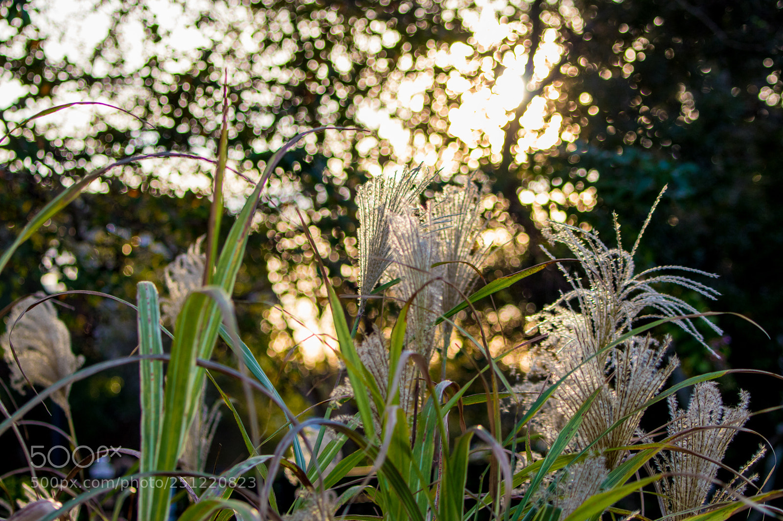 Canon EOS 80D sample photo. Reed grass at sunset photography