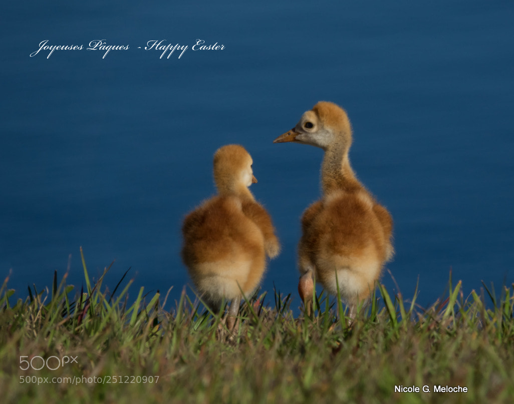 Sony Cyber-shot DSC-RX10 III sample photo. Sandhill crane babies photography