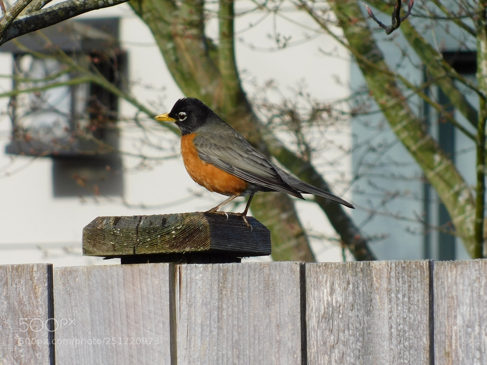 Nikon Coolpix B500 sample photo. Spring robin dupont wa photography