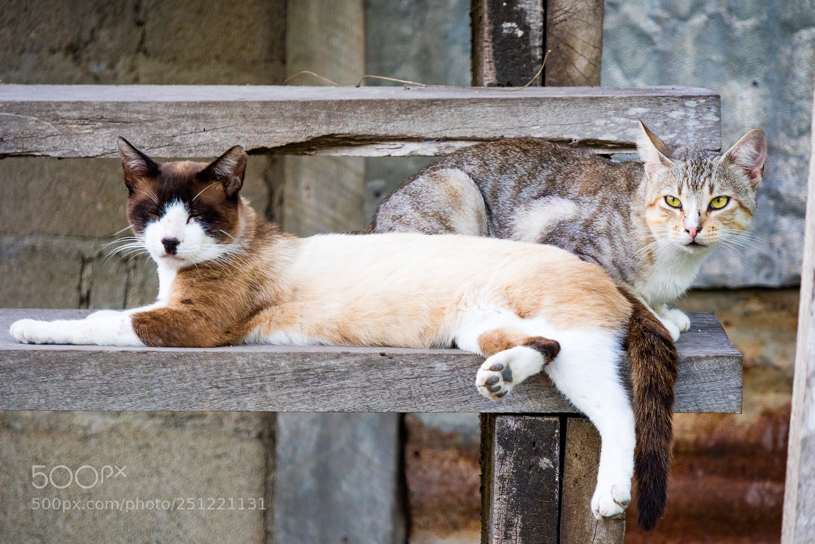 Canon EOS M3 sample photo. Cats photography