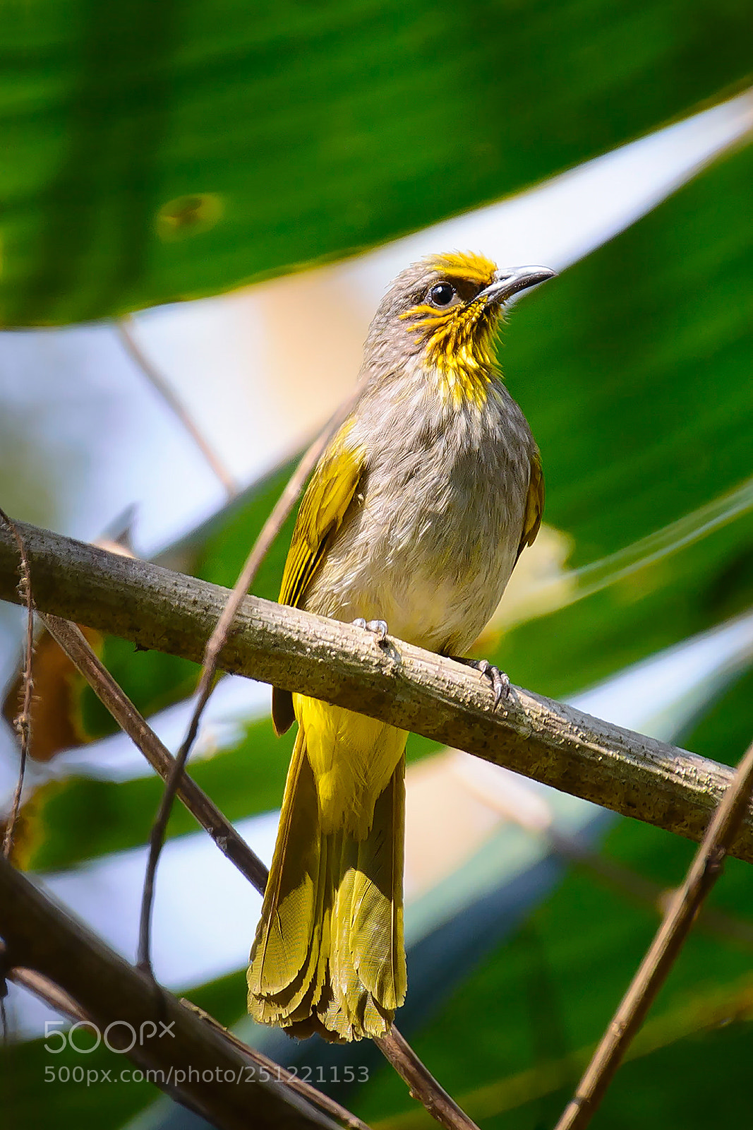 Nikon D7100 sample photo. Stripe-throated bulbul photography