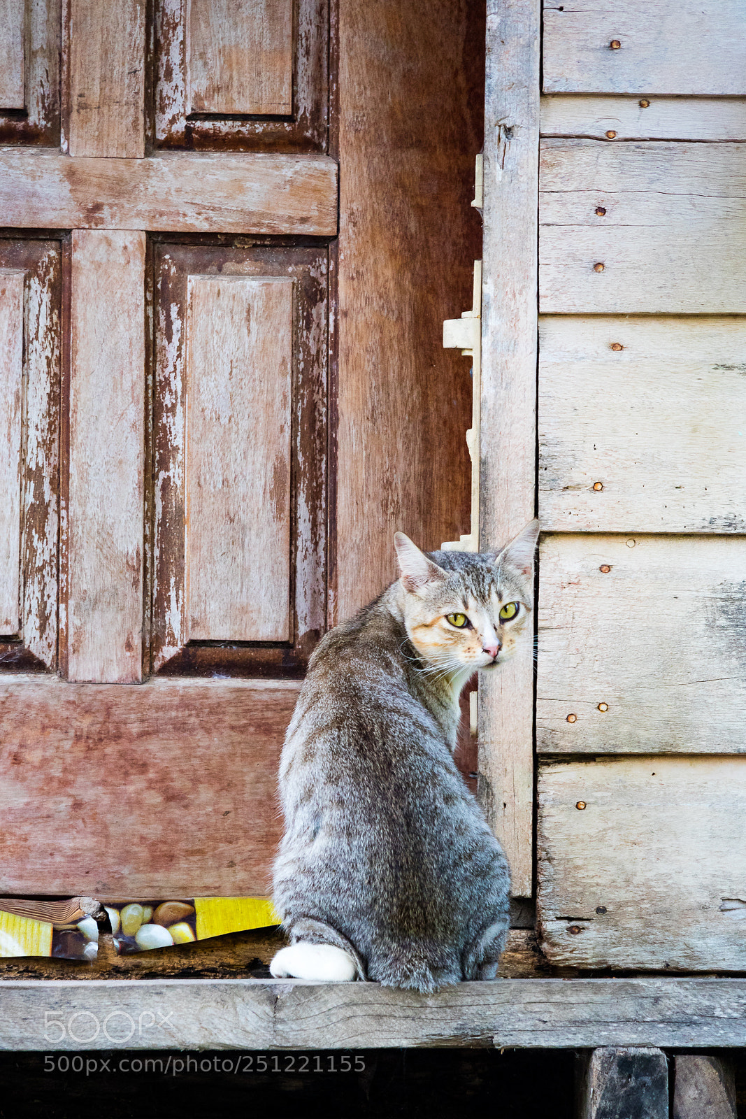 Canon EOS M3 sample photo. Cat photography