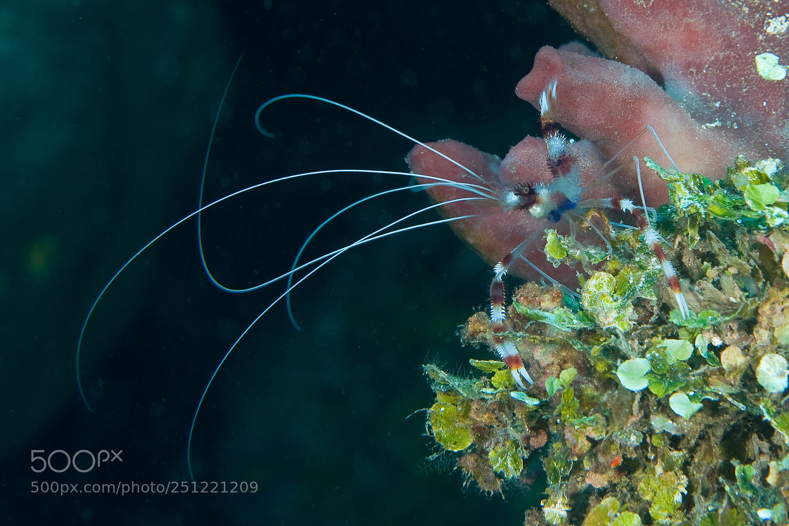 Nikon D300S sample photo. Banded coral shrimp photography