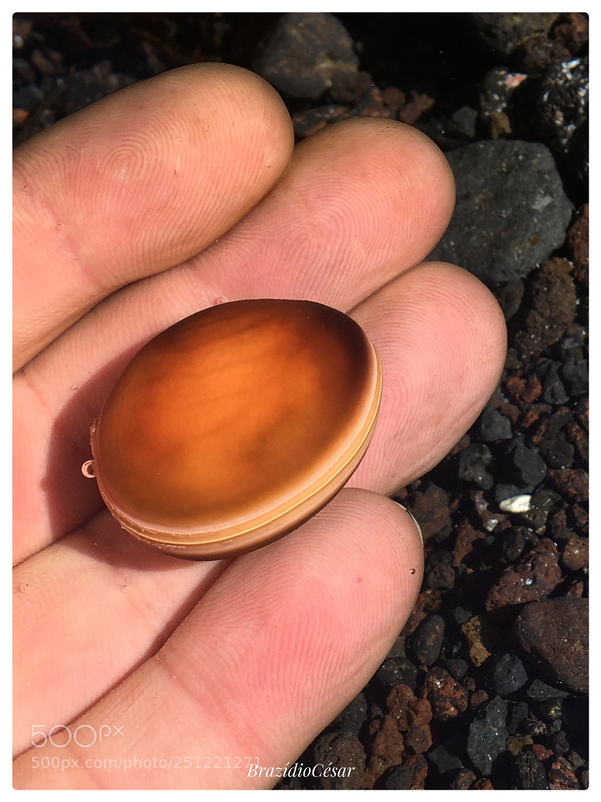 Apple iPhone 6s sample photo. Fava do mar  photography