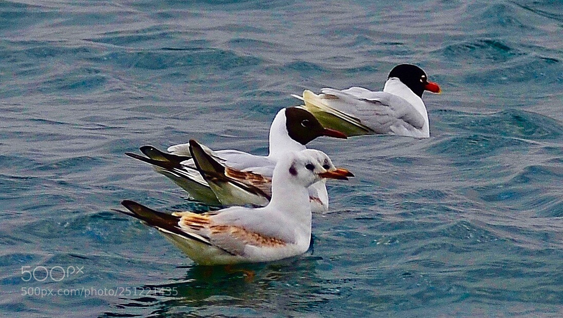 Nikon D7000 sample photo. Water birds photography