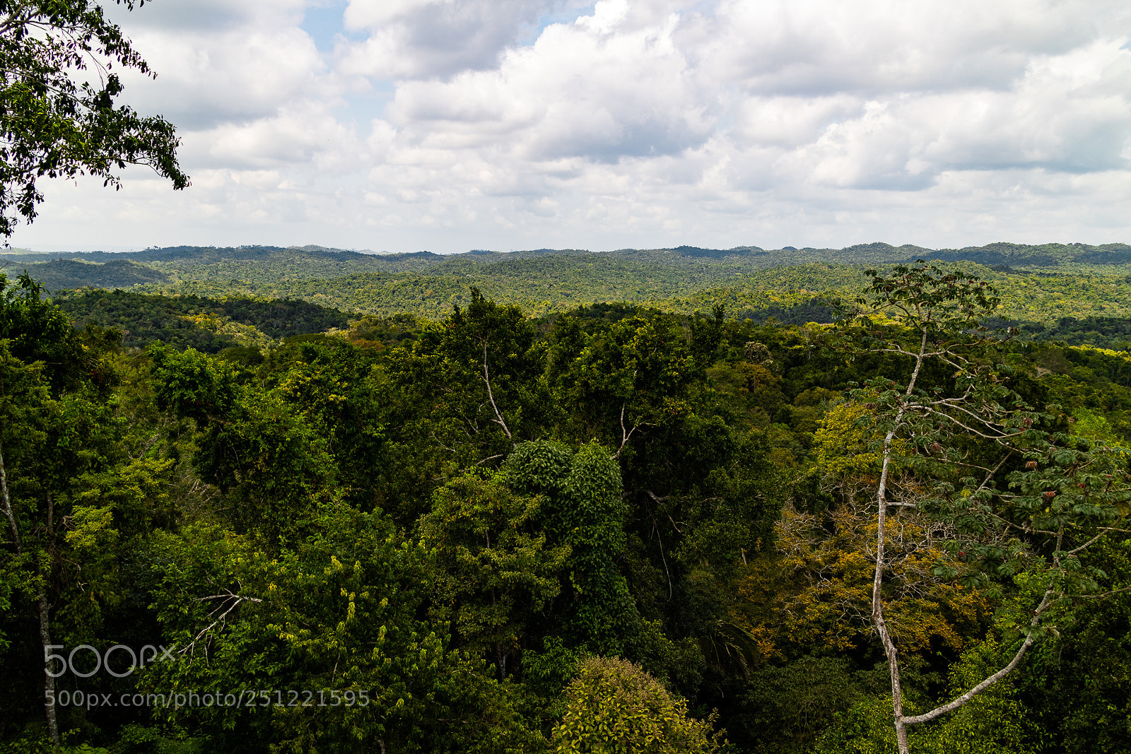 Canon EOS M3 sample photo. Jungle view photography