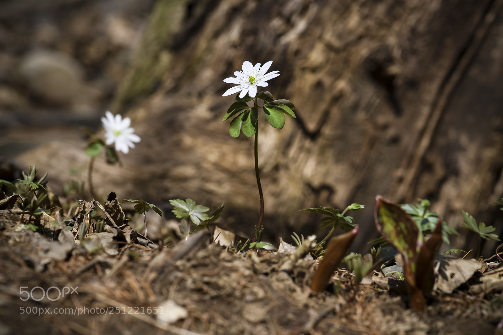 Nikon D5 sample photo. Anemone raddeana regel(꿩의바람꽃) photography
