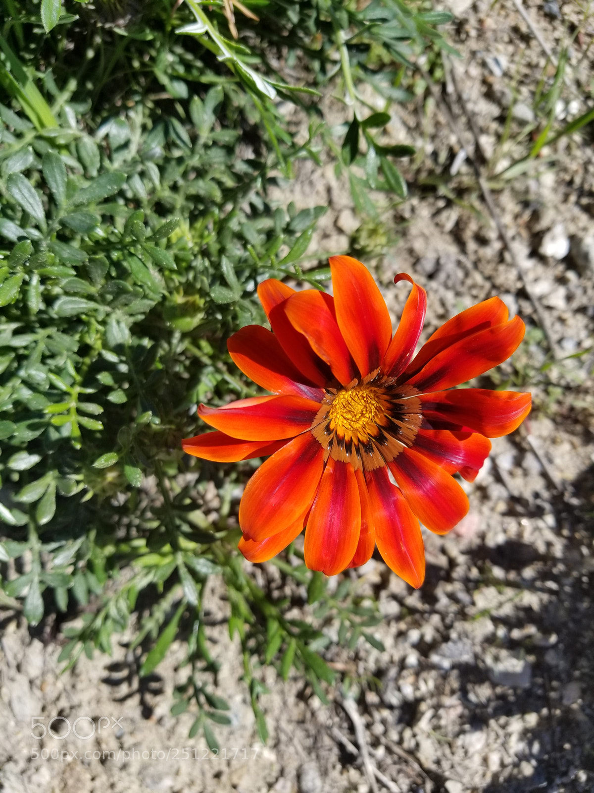Samsung Galaxy S8+ sample photo. Brand park flower photography