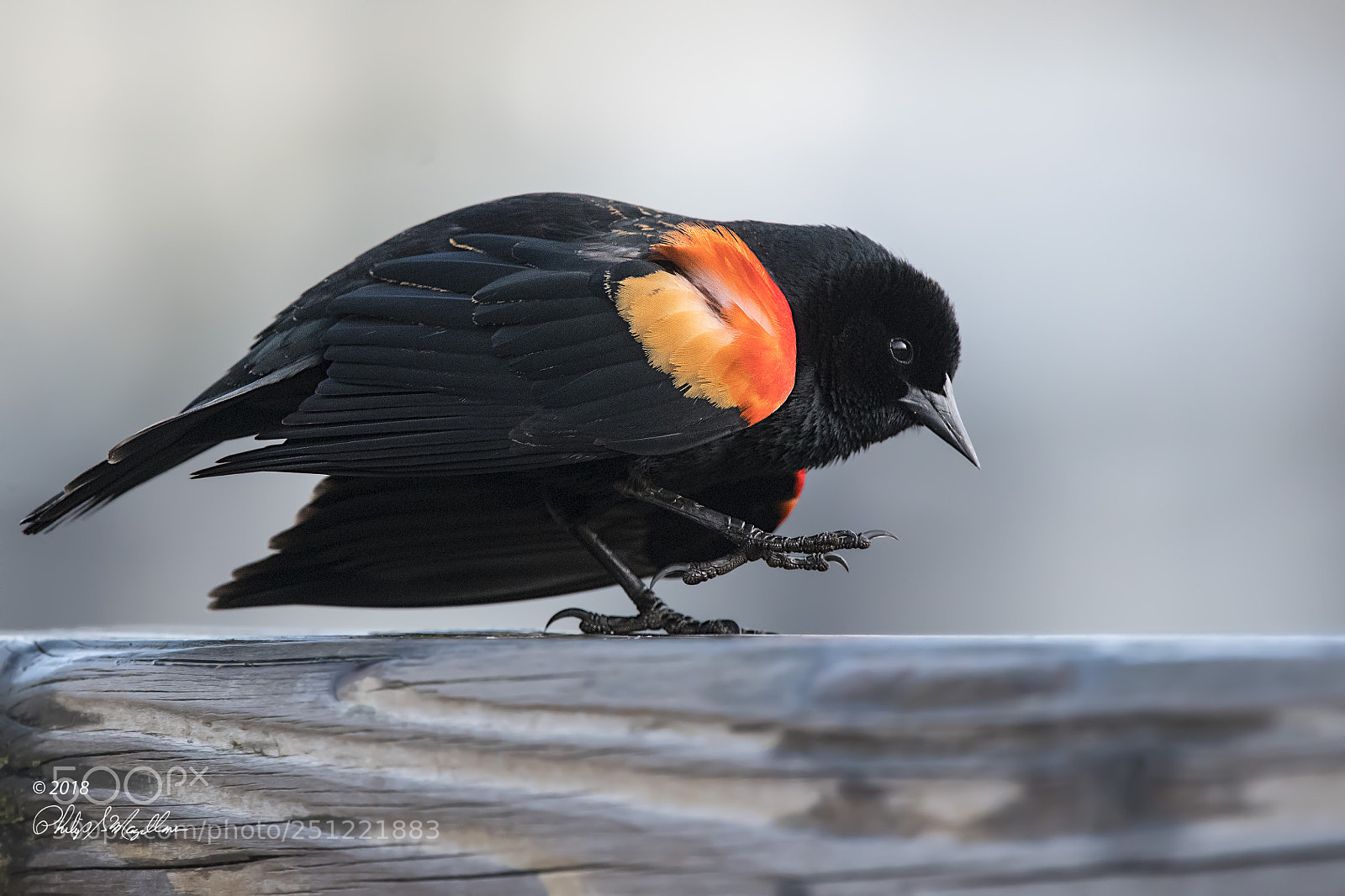 Nikon D500 sample photo. Red winged blackbird crouch photography