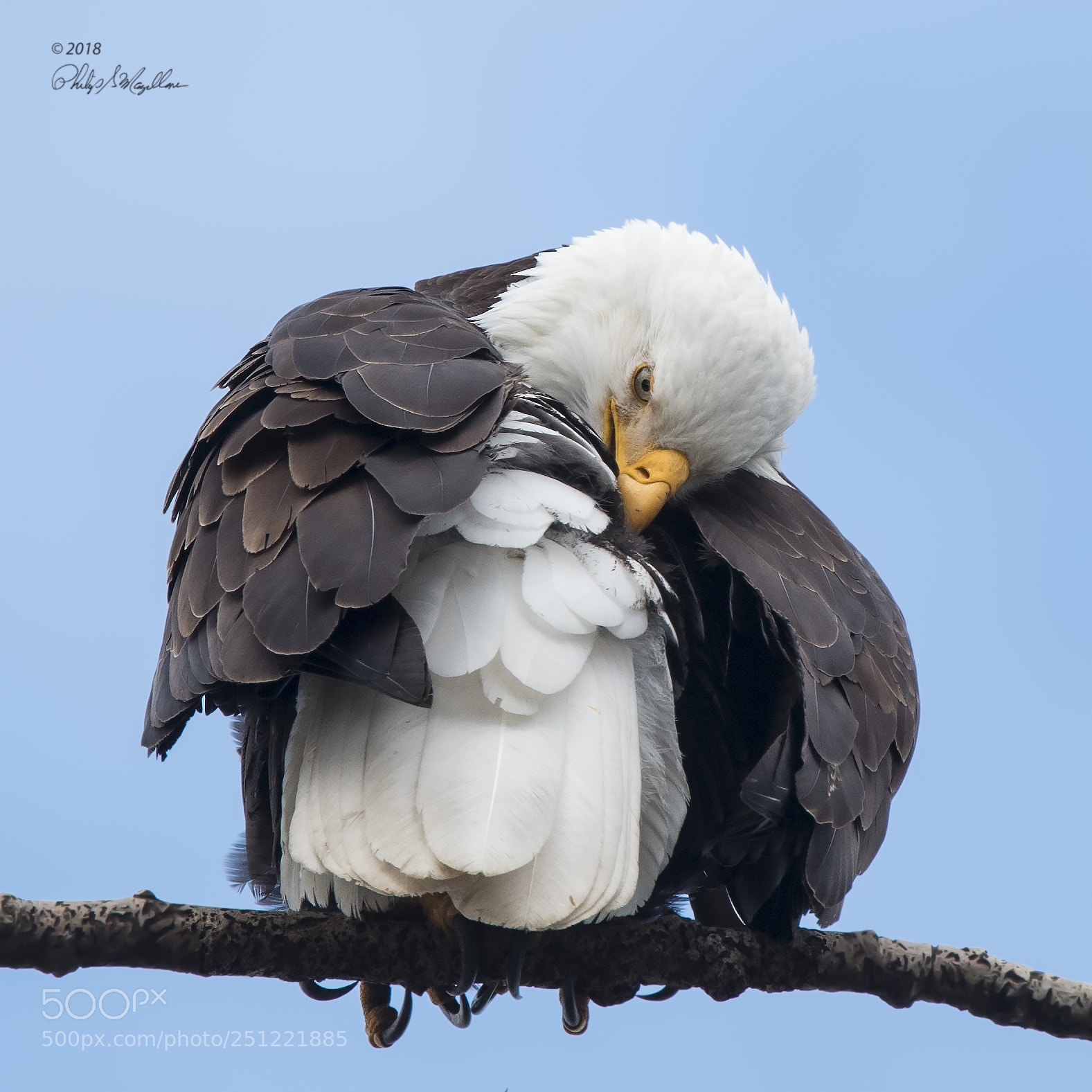 Nikon D500 sample photo. Bald eagle preening photography