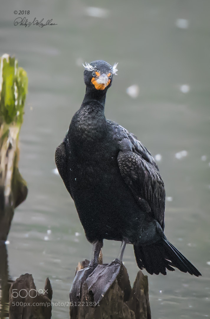 Nikon D500 sample photo. Double crested cormorant breeding photography