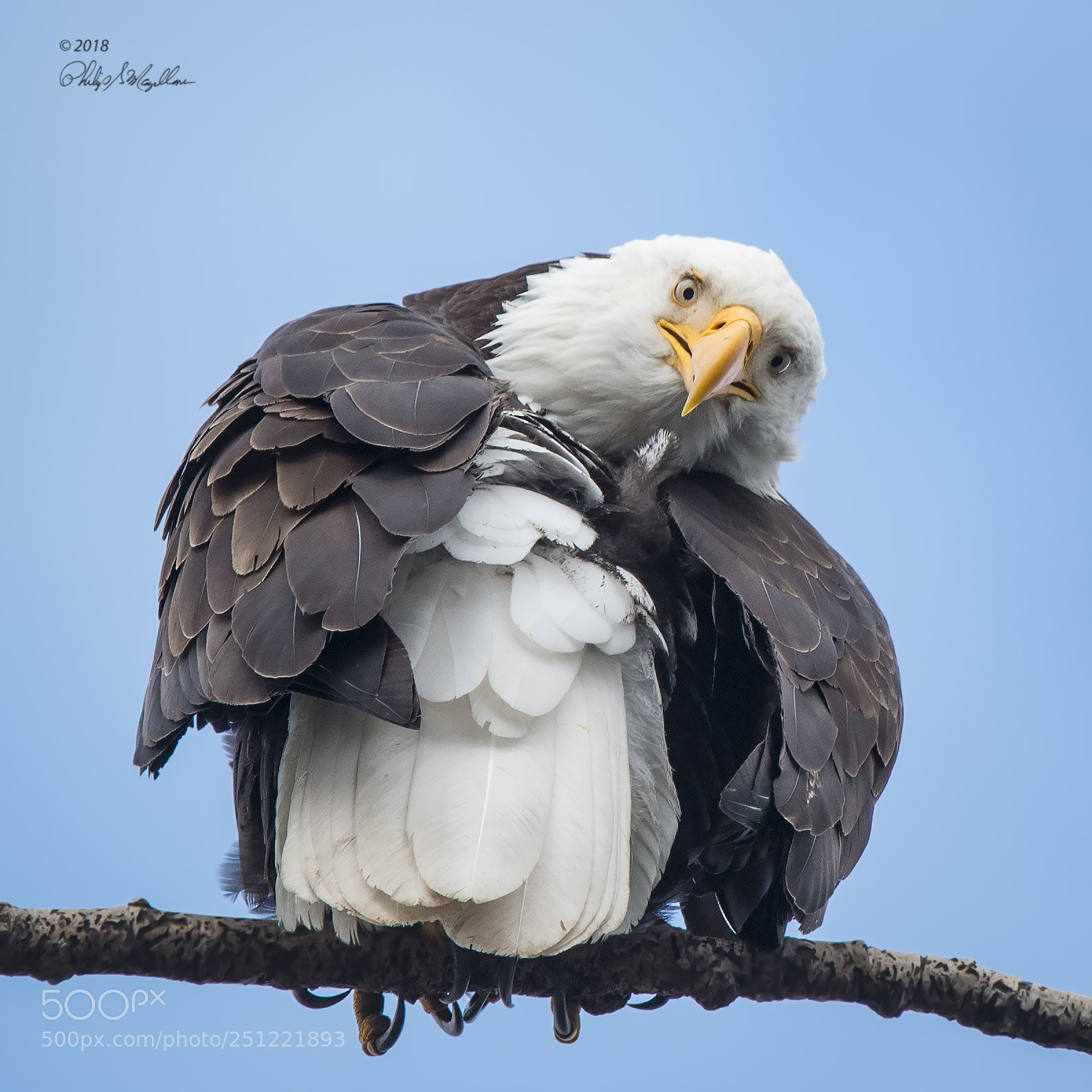 Nikon D500 sample photo. Bald eagle preening photography