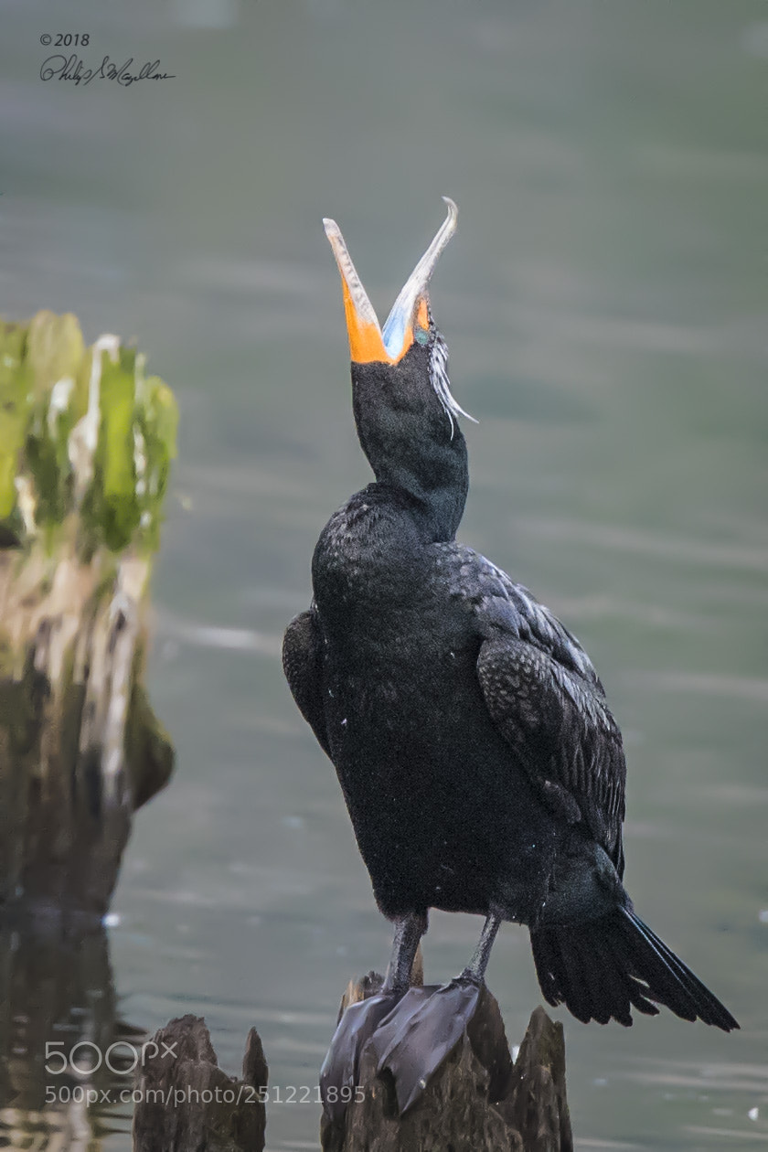 Nikon D500 sample photo. Double crested cormorant breeding photography
