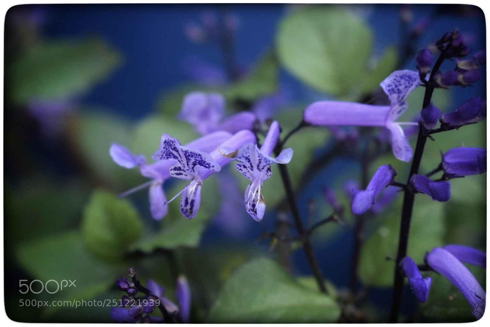 Nikon D5300 sample photo. Mona lavander. photography