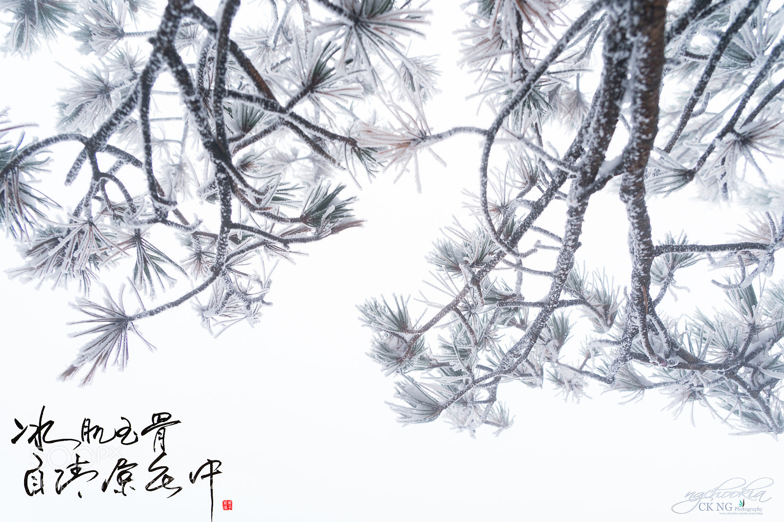 Sony a9 sample photo. 雪凇 snow yuki ii 黃山-huangshan-china photography