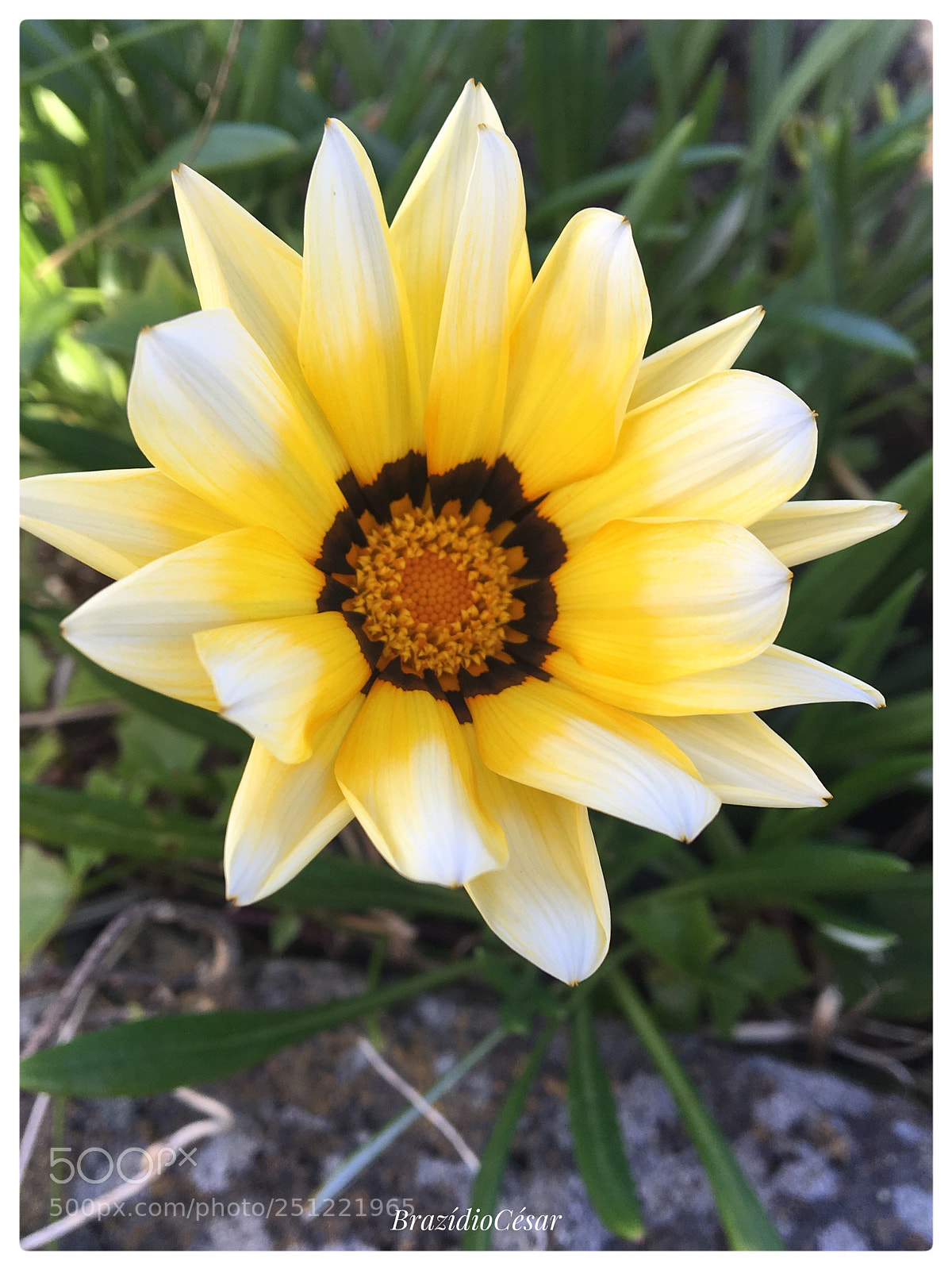 Apple iPhone 6s sample photo. Untitled photography