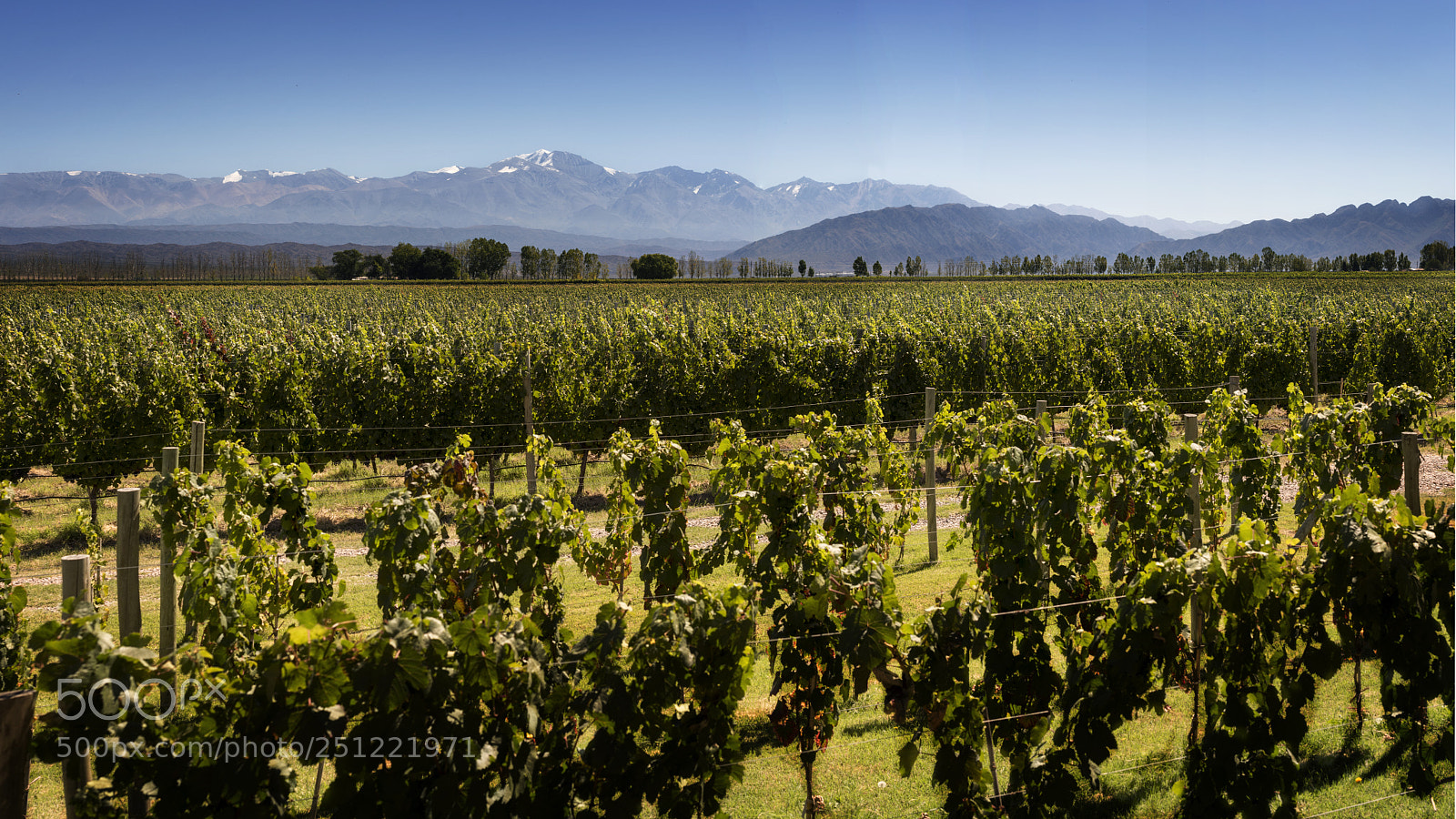 Nikon D810 sample photo. Viñedos photography
