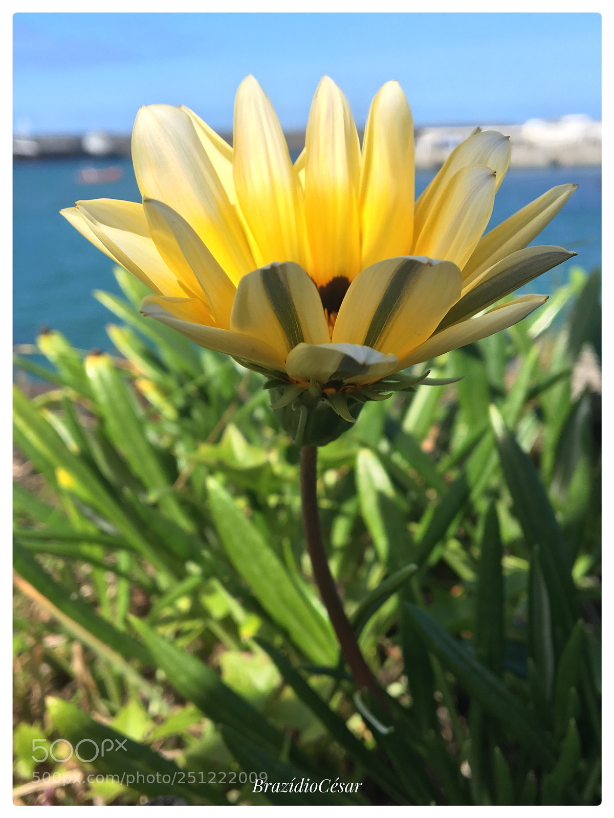 Apple iPhone 6s sample photo. Untitled photography