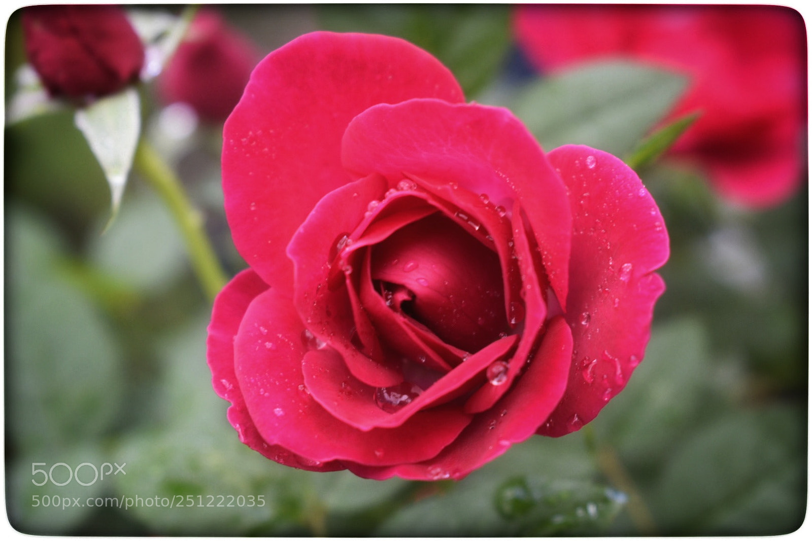 Nikon D5300 sample photo. Rose. photography