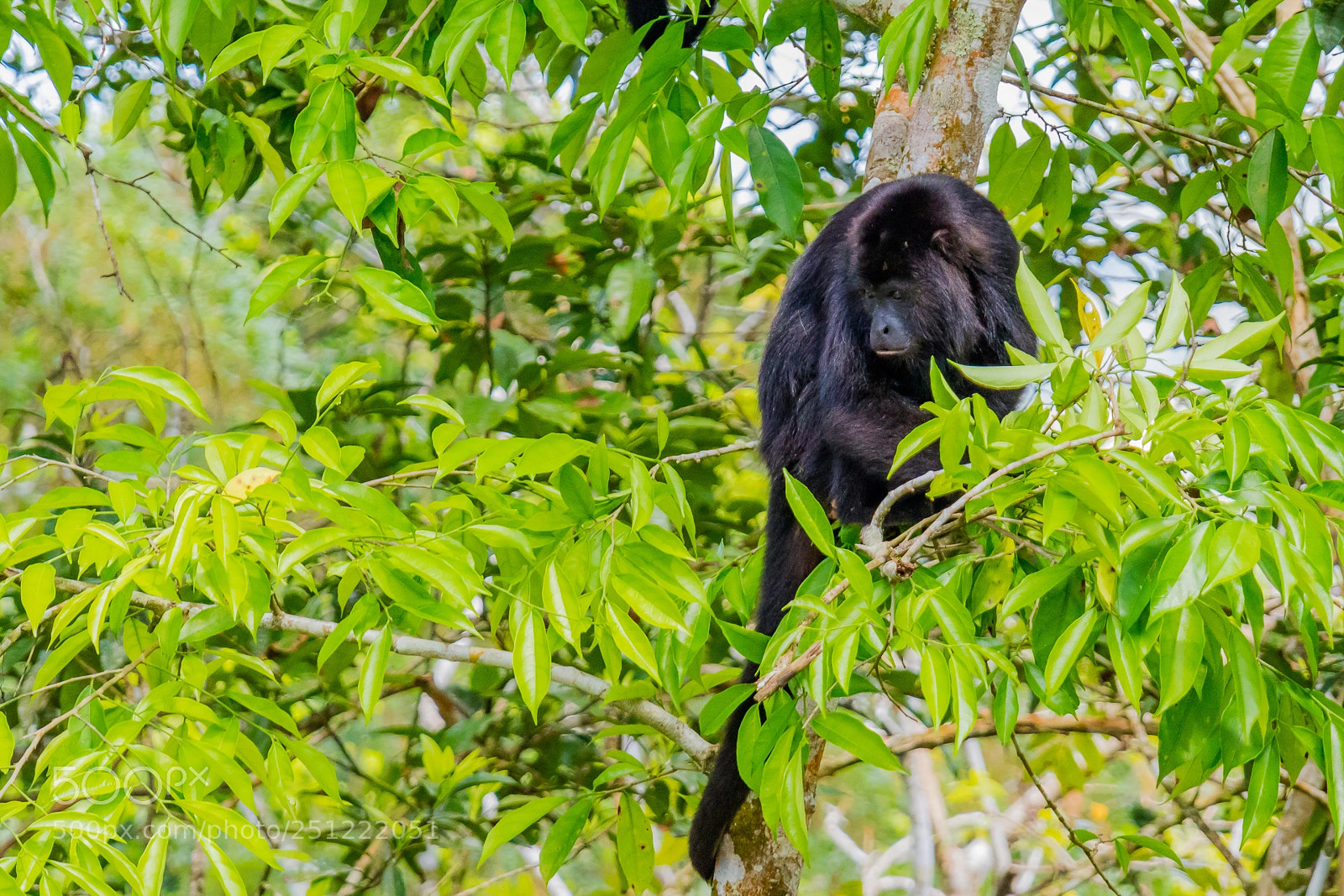 Canon EOS M3 sample photo. Howler monkey photography