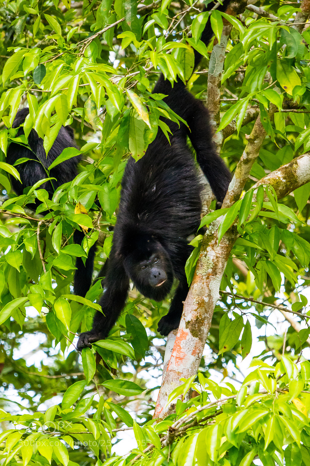 Canon EOS M3 sample photo. Howler monkey photography