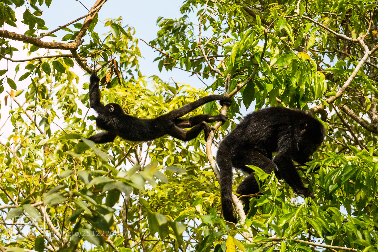 Canon EOS M3 sample photo. Howler monkey photography