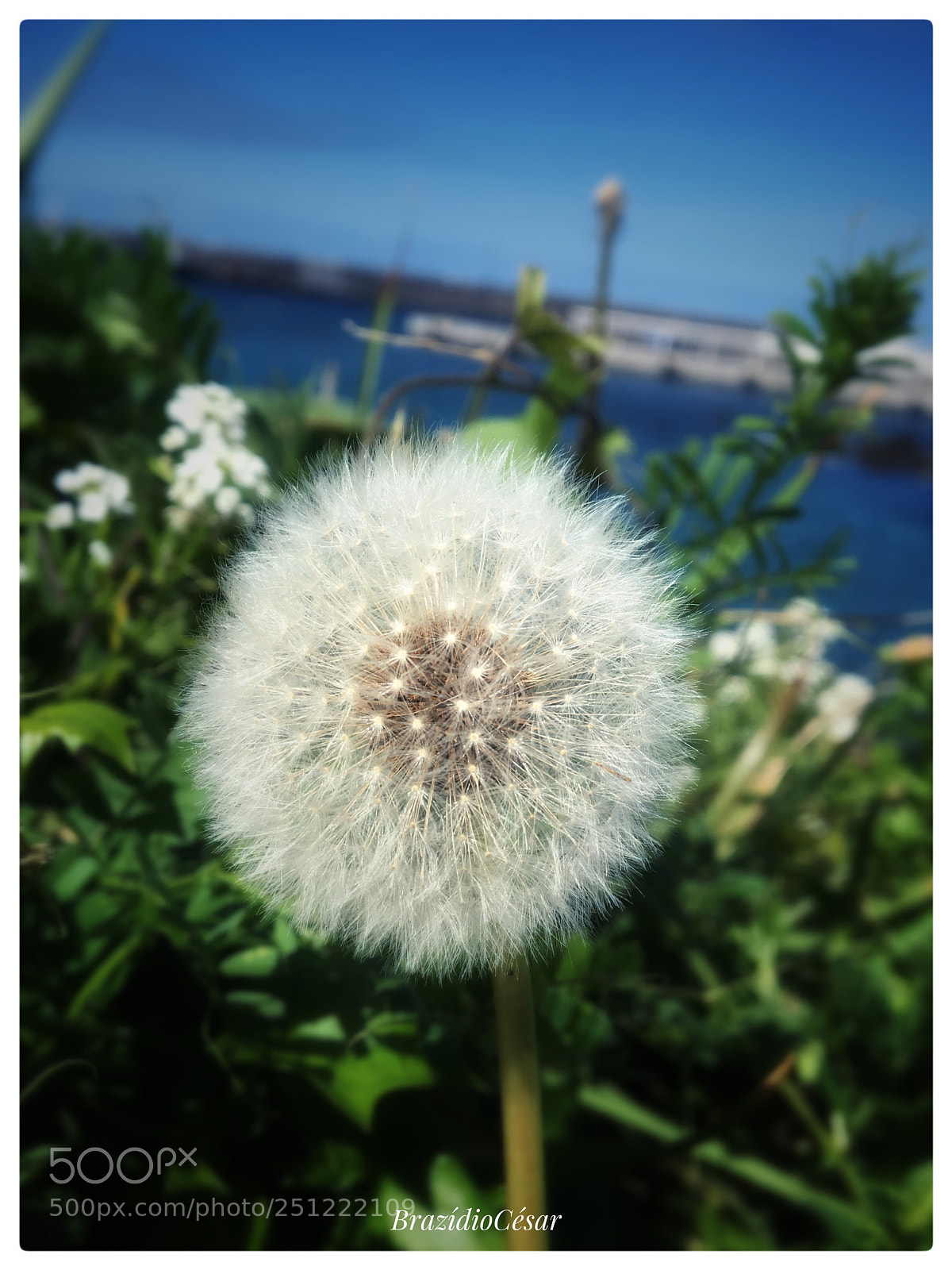 Apple iPhone 6s sample photo. Untitled photography