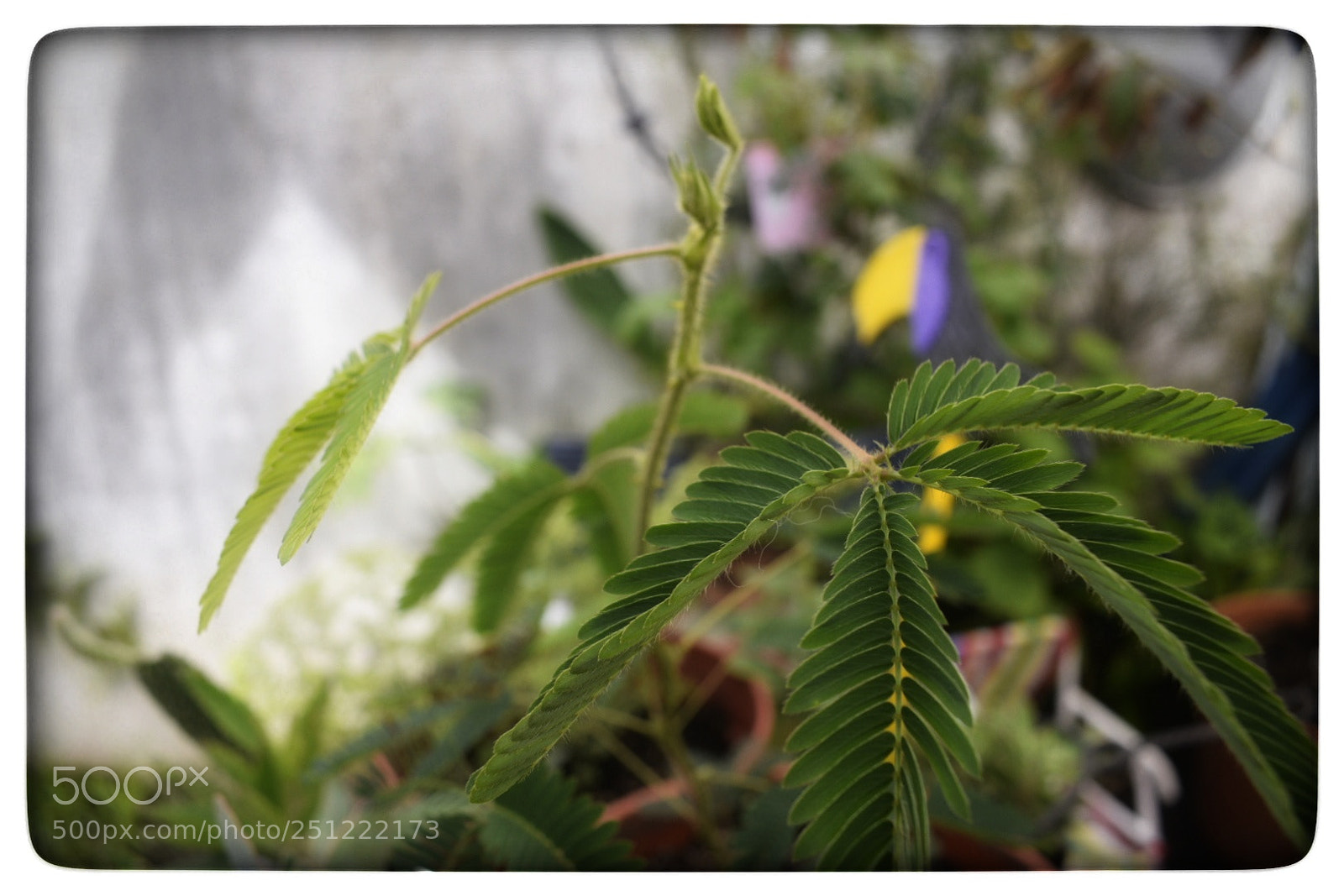 Nikon D5300 sample photo. Mimosa pudica. photography