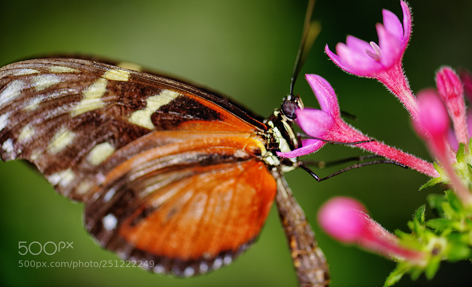 Nikon D800 sample photo. Butterfly having lunch photography