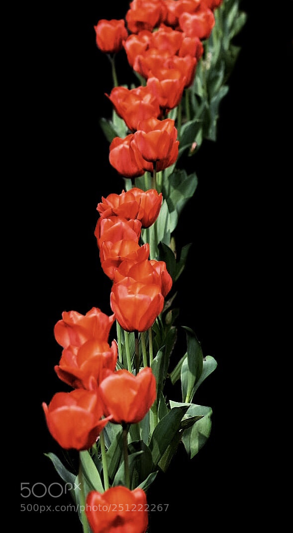 Nikon D5500 sample photo. Tulip2 photography