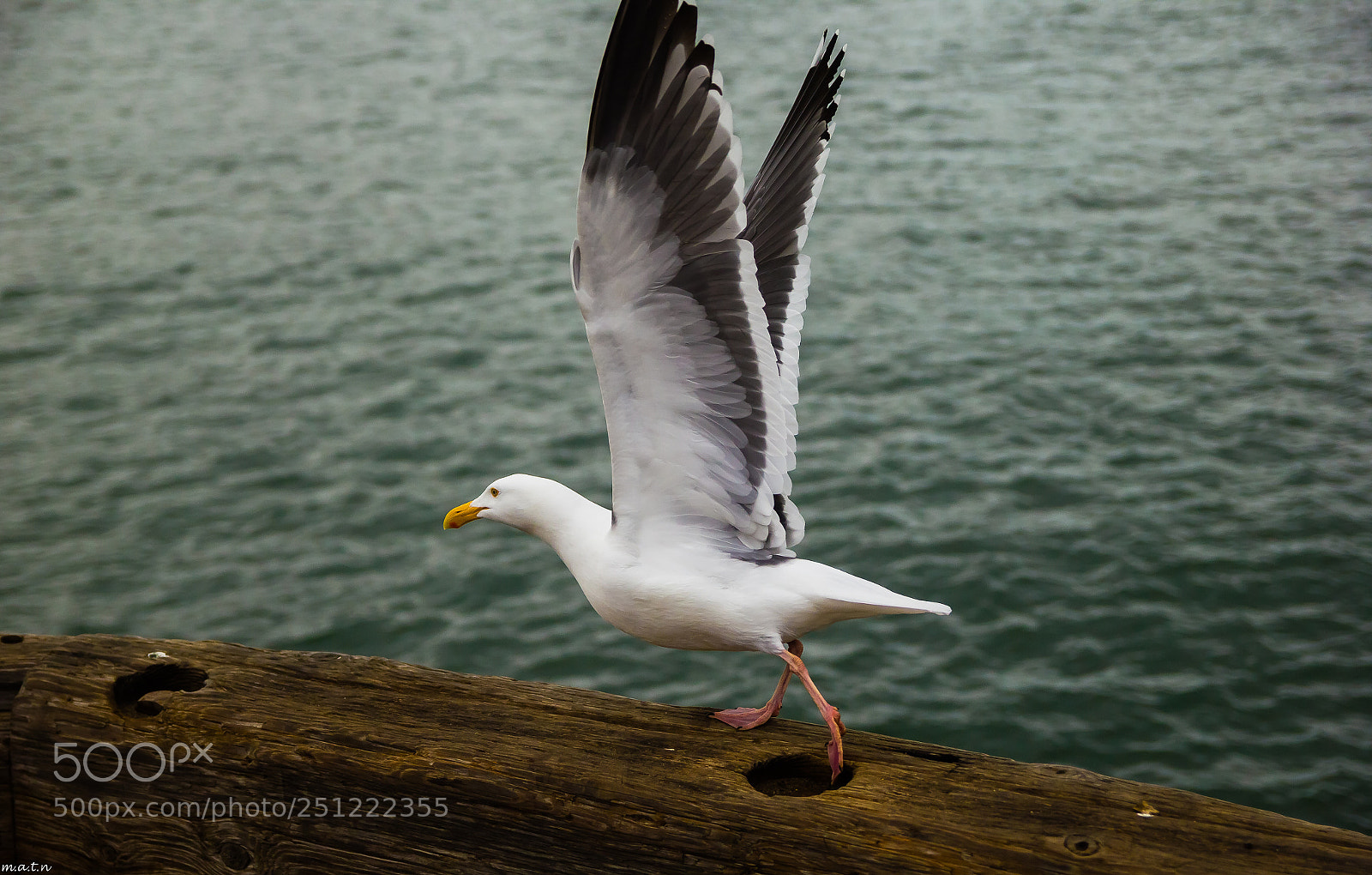 Canon EOS 60D sample photo. Fly away photography
