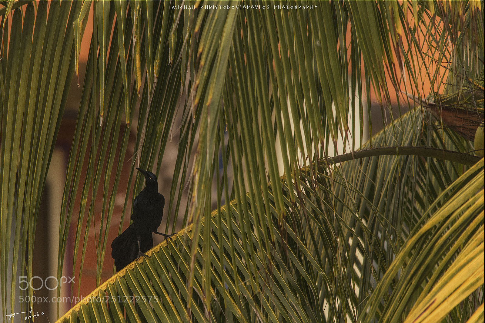 Nikon D810 sample photo. Great-tailed grackle photography