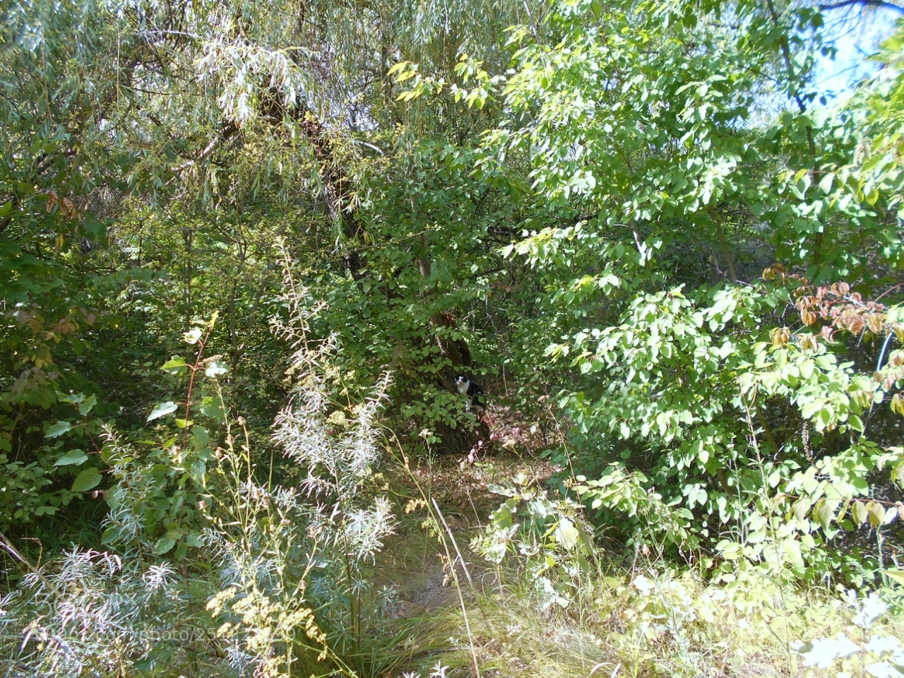 Nikon Coolpix A100 sample photo. Corig photography