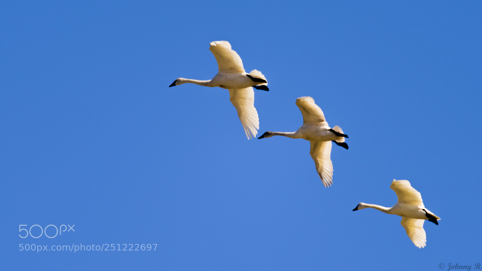 Nikon D810 sample photo. White swan photography