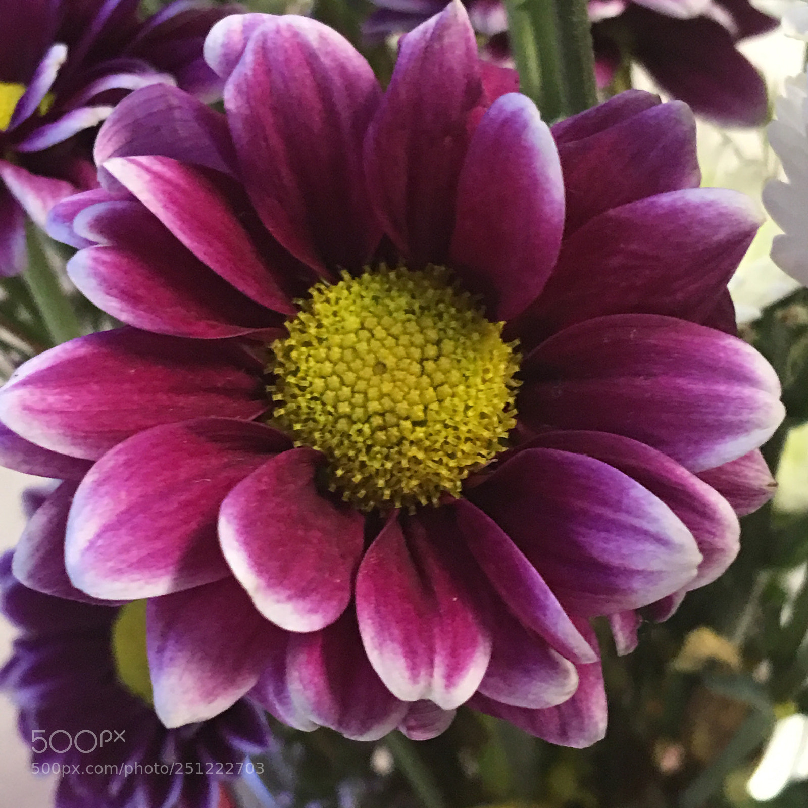 Apple iPhone 6s Plus sample photo. Untitled photography
