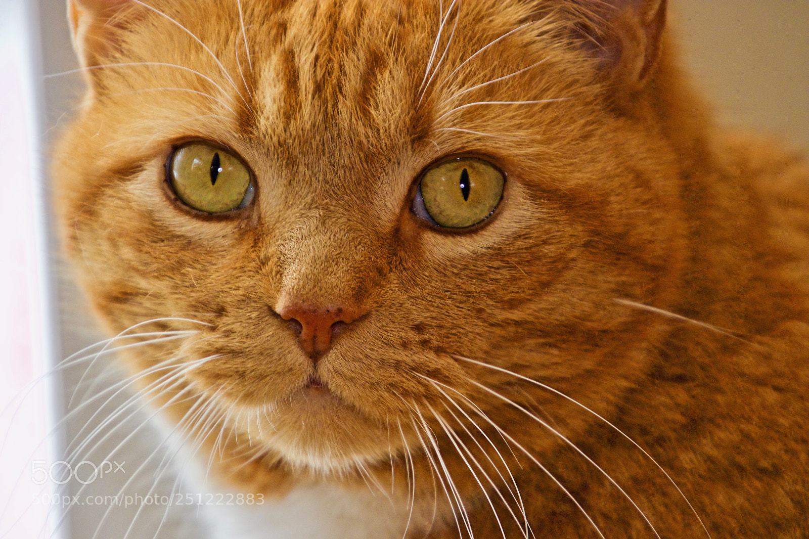 Canon EOS 80D sample photo. Delilah photography