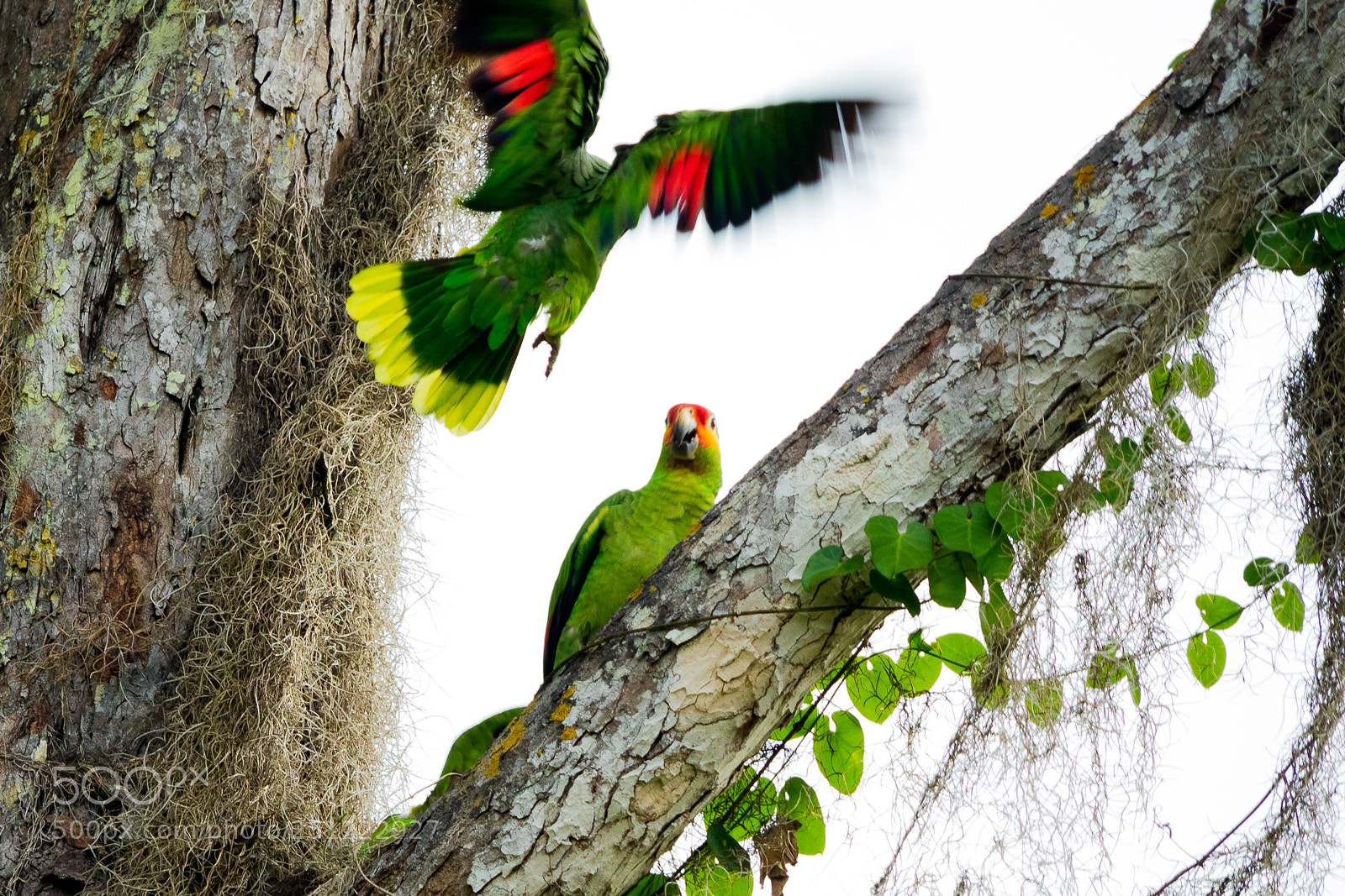 Canon EOS M3 sample photo. Parrots photography