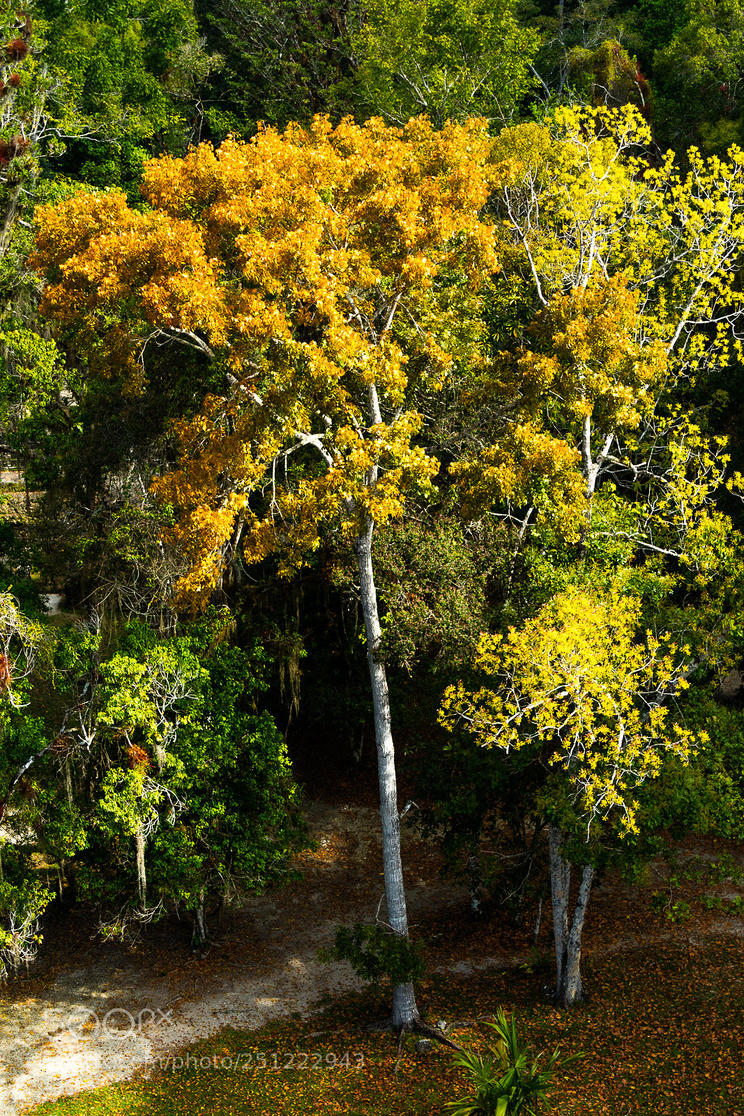 Canon EOS M3 sample photo. Jungle tree photography