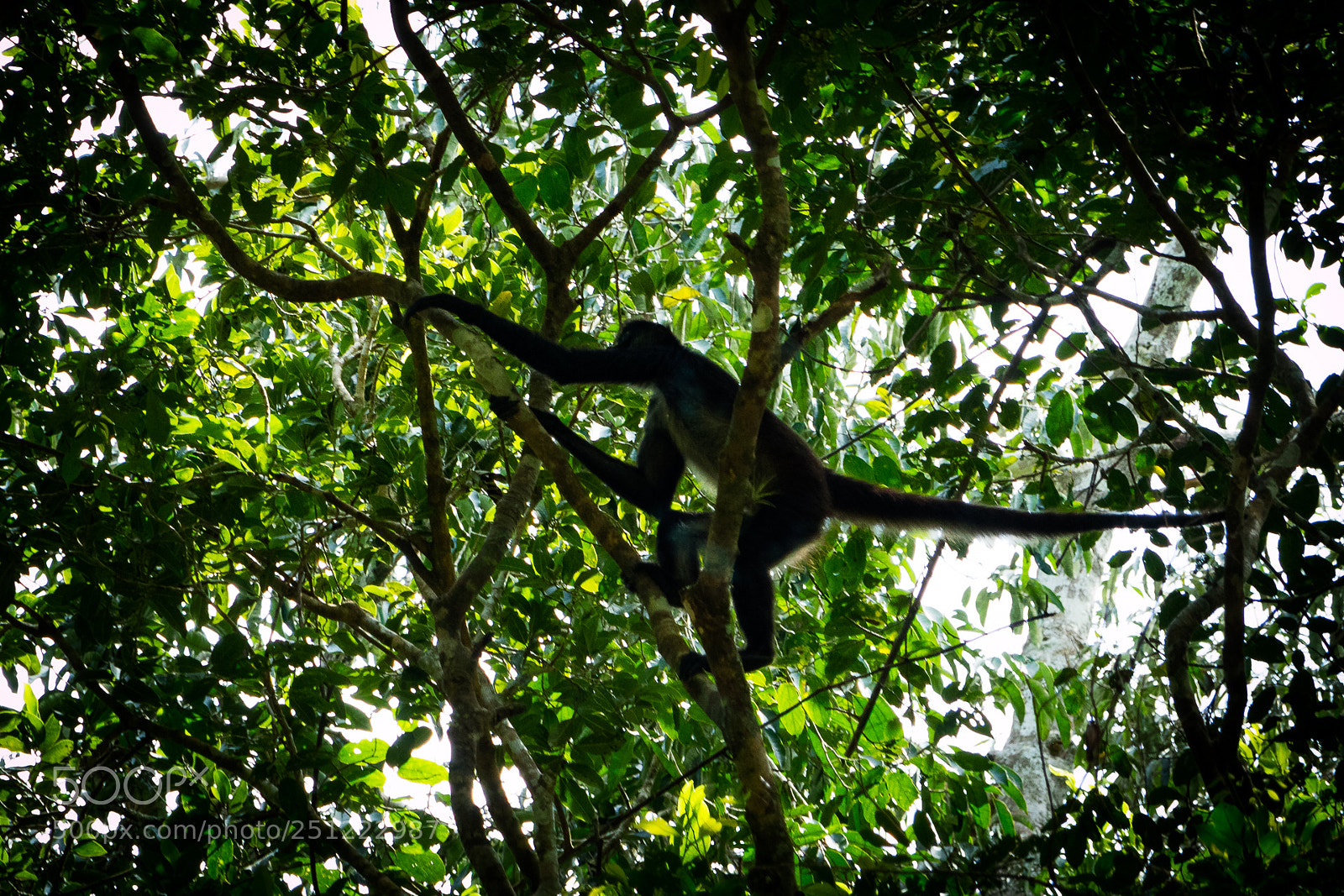 Canon EOS M3 sample photo. Monkey photography